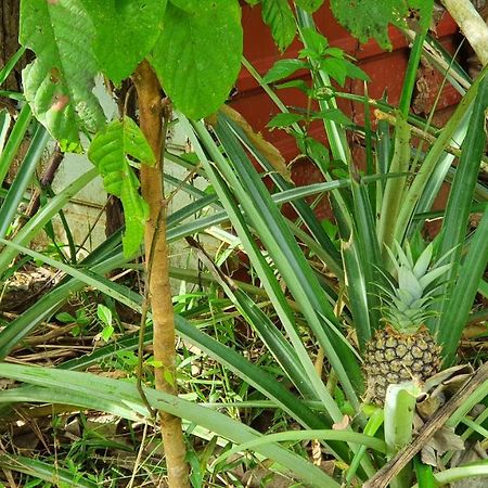 فندق Jungle Eco Reserve كولون المظهر الخارجي الصورة