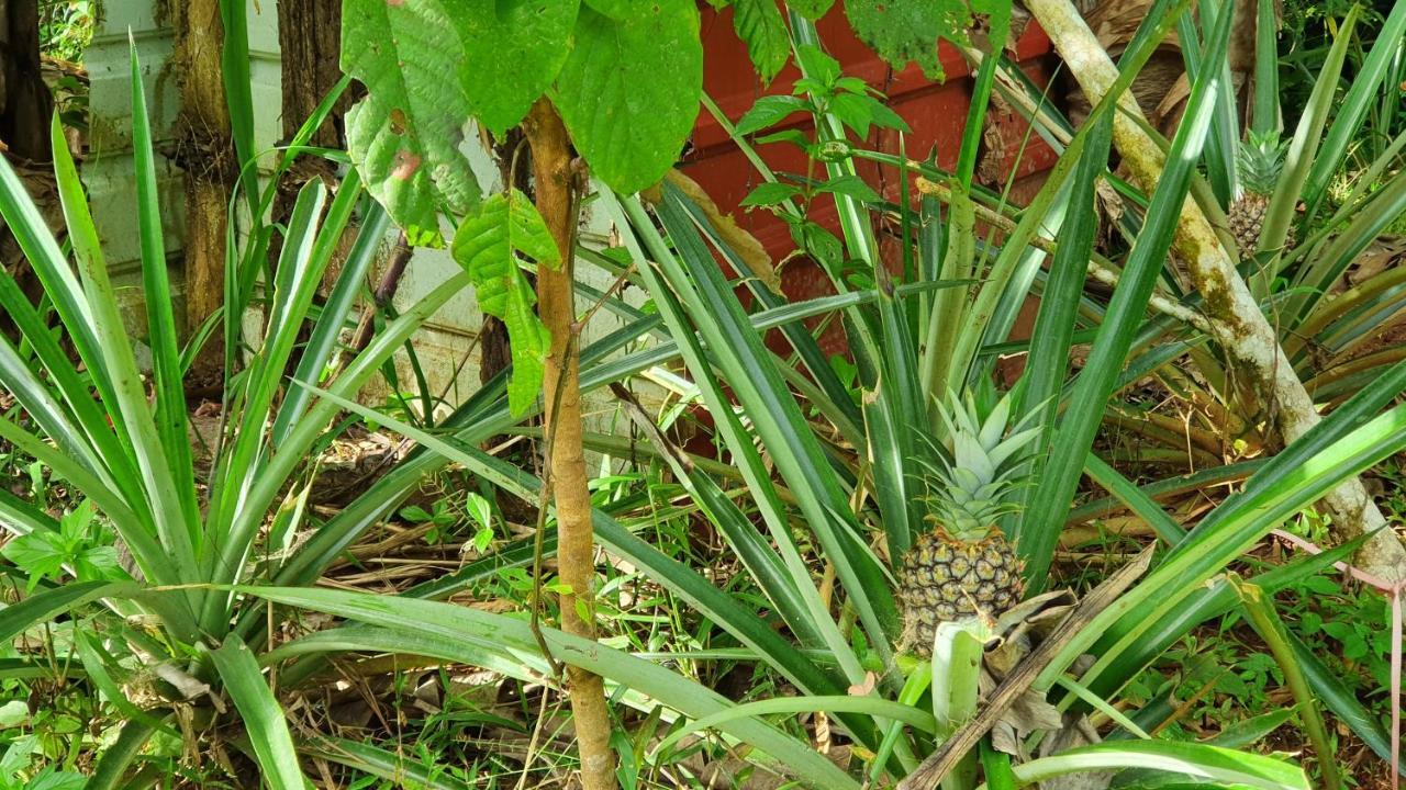 فندق Jungle Eco Reserve كولون المظهر الخارجي الصورة