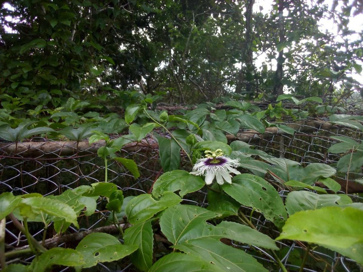 فندق Jungle Eco Reserve كولون المظهر الخارجي الصورة