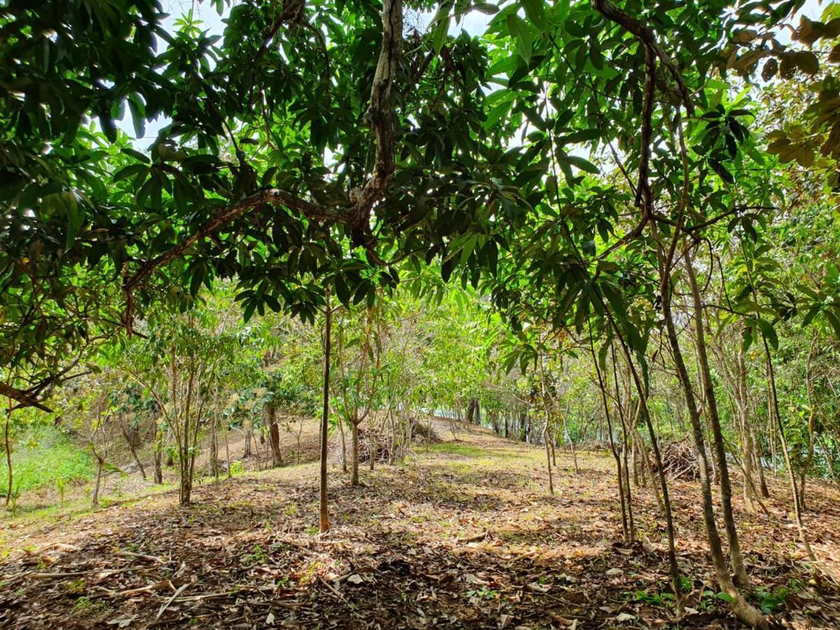 فندق Jungle Eco Reserve كولون المظهر الخارجي الصورة
